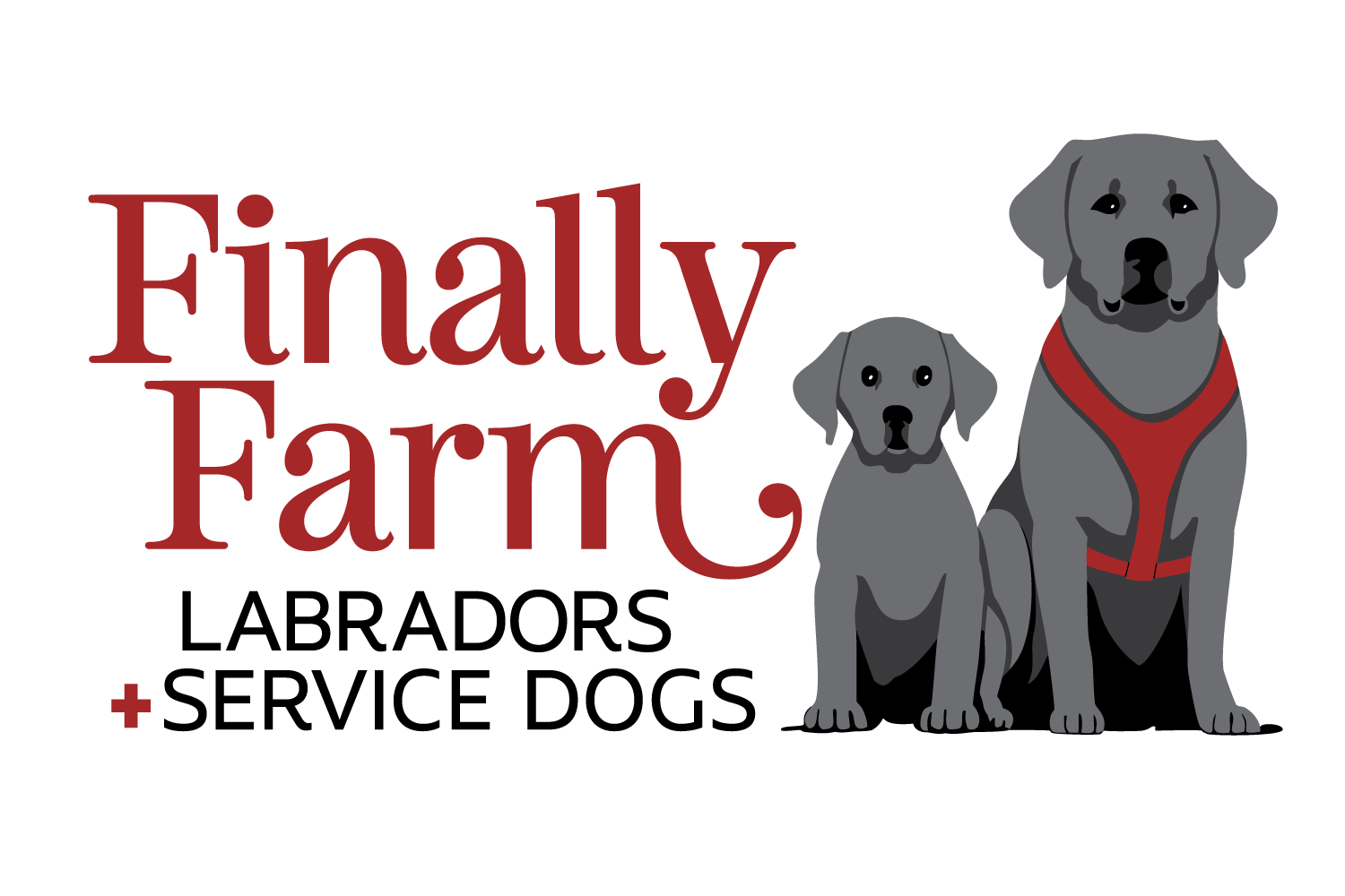 Finally Farm Labradors + Service Dogs