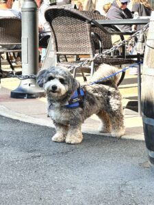 Pups at the Pub